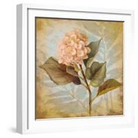 Pink Hydrangea Portrait-Lanie Loreth-Framed Art Print