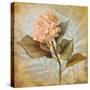 Pink Hydrangea Portrait-Lanie Loreth-Stretched Canvas