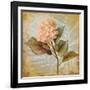 Pink Hydrangea Portrait-Lanie Loreth-Framed Art Print