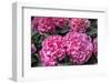 Pink Hydrangea, USA-Lisa S. Engelbrecht-Framed Photographic Print