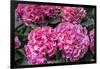 Pink Hydrangea, USA-Lisa S. Engelbrecht-Framed Photographic Print