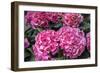 Pink Hydrangea, USA-Lisa S. Engelbrecht-Framed Photographic Print