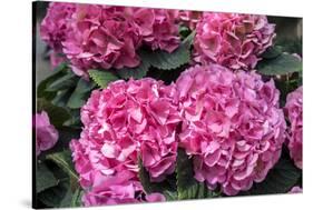 Pink Hydrangea, USA-Lisa S. Engelbrecht-Stretched Canvas