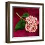 Pink Hydrangea-Celine Sachs-jeantet-Framed Art Print