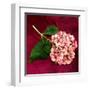 Pink Hydrangea-Celine Sachs-jeantet-Framed Art Print