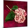 Pink Hydrangea-Celine Sachs-jeantet-Mounted Art Print