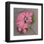 Pink Hydrangea-Erin Clark-Framed Art Print