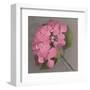 Pink Hydrangea-Erin Clark-Framed Art Print