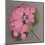 Pink Hydrangea-Erin Clark-Mounted Art Print