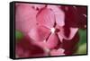 Pink Hydrangeas I-Rita Crane-Framed Stretched Canvas