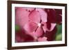 Pink Hydrangeas I-Rita Crane-Framed Photographic Print