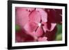 Pink Hydrangeas I-Rita Crane-Framed Photographic Print