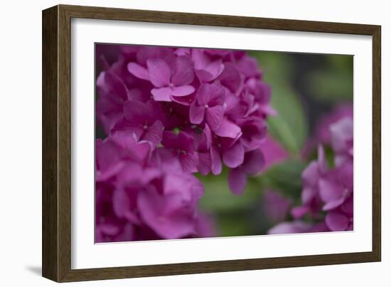 Pink Hydrangeas I-Rita Crane-Framed Photographic Print