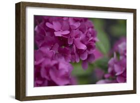 Pink Hydrangeas I-Rita Crane-Framed Photographic Print