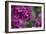 Pink Hydrangeas I-Rita Crane-Framed Photographic Print