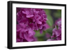 Pink Hydrangeas I-Rita Crane-Framed Photographic Print