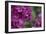 Pink Hydrangeas I-Rita Crane-Framed Photographic Print