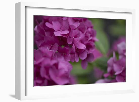 Pink Hydrangeas I-Rita Crane-Framed Photographic Print