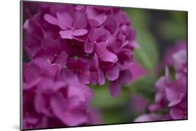 Pink Hydrangeas I-Rita Crane-Mounted Photographic Print