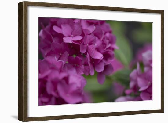 Pink Hydrangeas I-Rita Crane-Framed Photographic Print