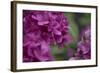 Pink Hydrangeas I-Rita Crane-Framed Photographic Print