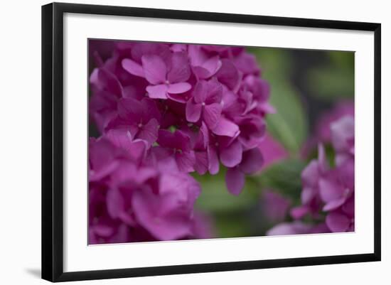 Pink Hydrangeas I-Rita Crane-Framed Photographic Print