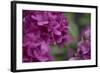 Pink Hydrangeas I-Rita Crane-Framed Photographic Print