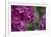 Pink Hydrangeas I-Rita Crane-Framed Photographic Print