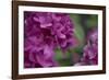 Pink Hydrangeas I-Rita Crane-Framed Photographic Print