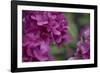Pink Hydrangeas I-Rita Crane-Framed Photographic Print