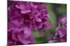 Pink Hydrangeas I-Rita Crane-Mounted Photographic Print