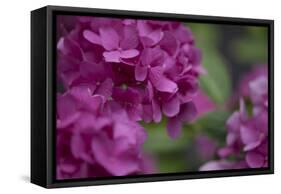 Pink Hydrangeas I-Rita Crane-Framed Stretched Canvas