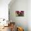 Pink Hydrangeas II-Rita Crane-Photographic Print displayed on a wall