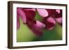 Pink Hydrangeas II-Rita Crane-Framed Photographic Print