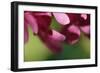 Pink Hydrangeas II-Rita Crane-Framed Photographic Print