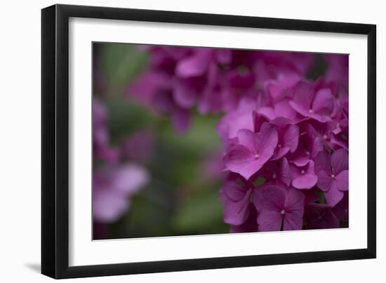 Pink Hydrangeas II-Rita Crane-Framed Photographic Print