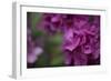 Pink Hydrangeas II-Rita Crane-Framed Photographic Print