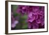 Pink Hydrangeas II-Rita Crane-Framed Photographic Print