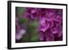 Pink Hydrangeas II-Rita Crane-Framed Photographic Print