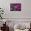 Pink Hydrangeas II-Rita Crane-Photographic Print displayed on a wall