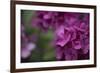 Pink Hydrangeas II-Rita Crane-Framed Photographic Print