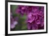 Pink Hydrangeas II-Rita Crane-Framed Photographic Print