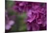 Pink Hydrangeas II-Rita Crane-Mounted Photographic Print