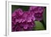 Pink Hydrangeas V-Rita Crane-Framed Photographic Print