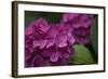 Pink Hydrangeas V-Rita Crane-Framed Photographic Print