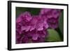 Pink Hydrangeas V-Rita Crane-Framed Photographic Print