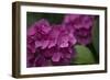 Pink Hydrangeas V-Rita Crane-Framed Photographic Print