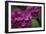 Pink Hydrangeas V-Rita Crane-Framed Photographic Print