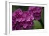 Pink Hydrangeas V-Rita Crane-Framed Photographic Print