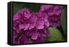 Pink Hydrangeas V-Rita Crane-Framed Stretched Canvas